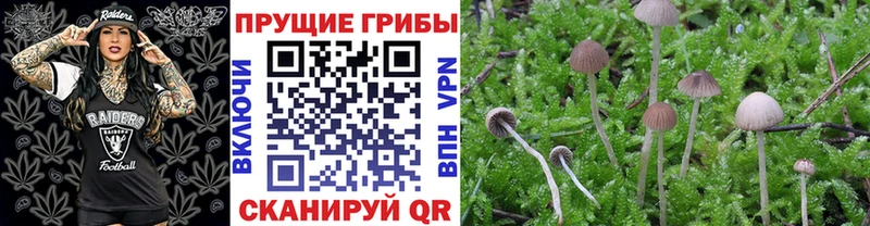 Псилоцибиновые грибы Cubensis купить Чудово